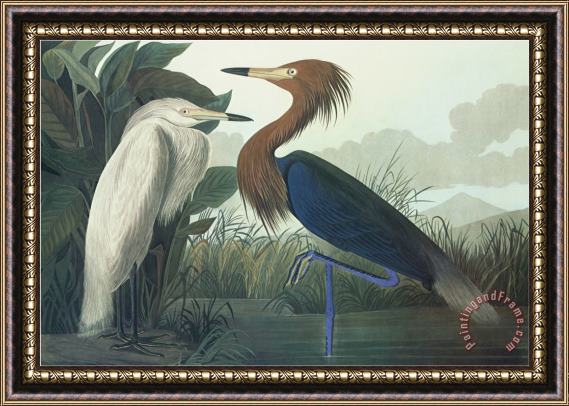 John James Audubon Purple Heron Framed Painting