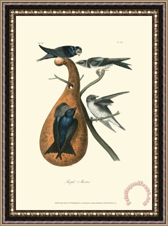 John James Audubon Purple Martin Framed Print