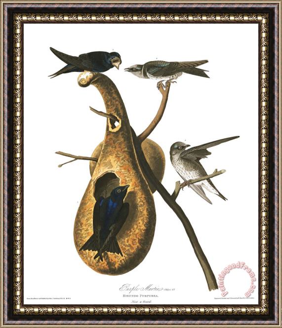 John James Audubon Purple Martin Framed Painting
