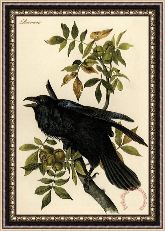 John James Audubon Raven Framed Painting