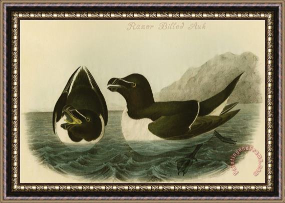 John James Audubon Razor Billed Auk Framed Painting