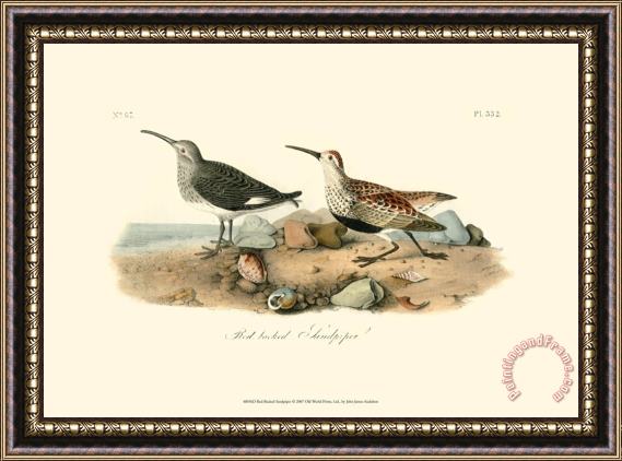 John James Audubon Red Backed Sandpiper Framed Print