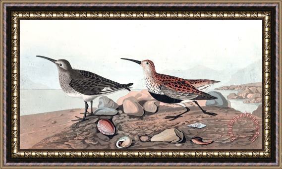 John James Audubon Red Backed Sandpiper Framed Painting