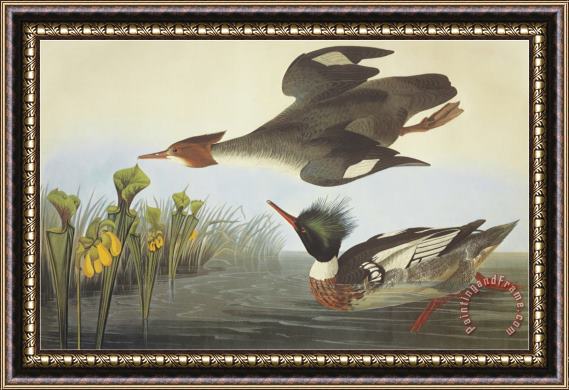 John James Audubon Red Breasted Merganser Framed Painting