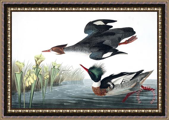 John James Audubon Red Breasted Merganser Framed Print