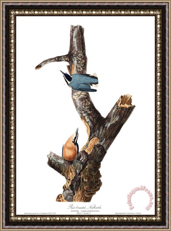 John James Audubon Red Breasted Nuthatch Framed Painting
