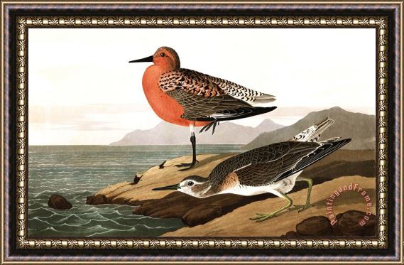 John James Audubon Red Breasted Sandpiper Framed Painting