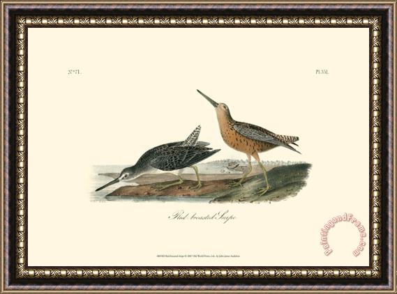 John James Audubon Red Breasted Snipe Framed Print
