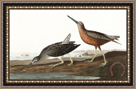 John James Audubon Red Breasted Snipe Framed Painting
