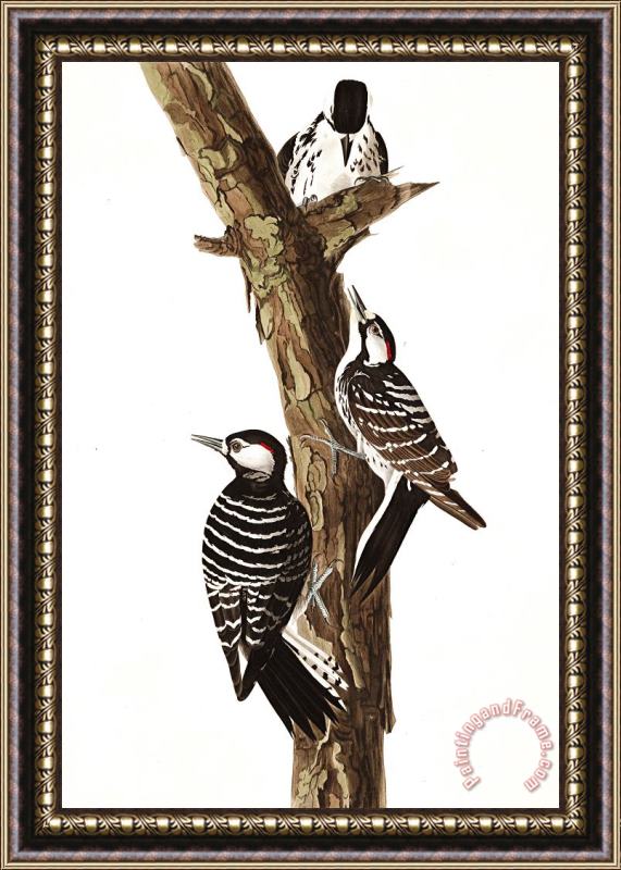 John James Audubon Red Cockaded Woodpecker Framed Painting