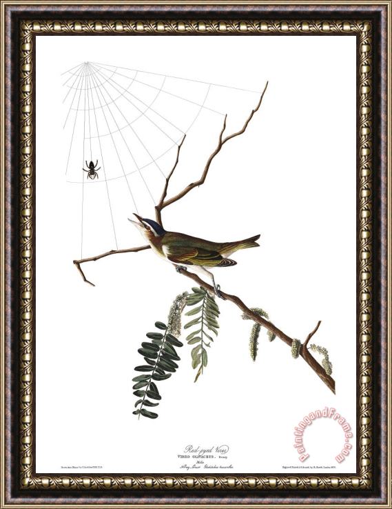 John James Audubon Red Eyed Vireo Framed Painting