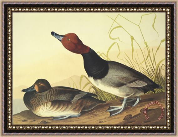John James Audubon Red Headed Duck Framed Painting