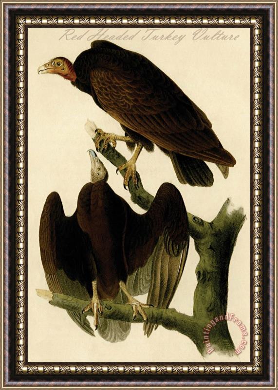 John James Audubon Red Headed Turkey Vulture Framed Painting