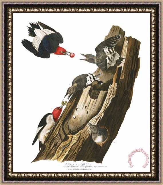 John James Audubon Red Headed Woodpecker Framed Painting