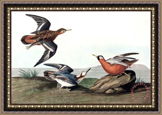 John James Audubon Red Phalarope Framed Painting