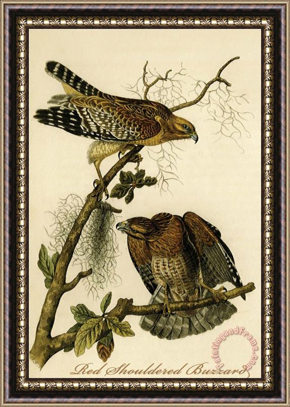 John James Audubon Red Shouldered Buzzard Framed Print