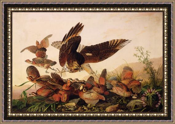 John James Audubon Red Shouldered Hawk Attacking Bobwhite Partridge Framed Painting