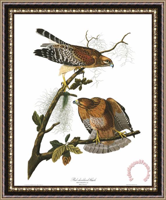 John James Audubon Red Shouldered Hawk Framed Painting