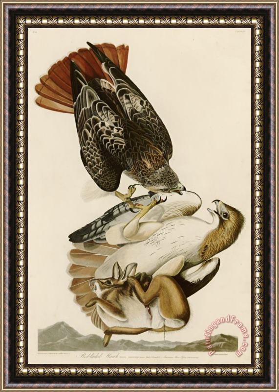 John James Audubon Red Tailed Hawk Framed Painting