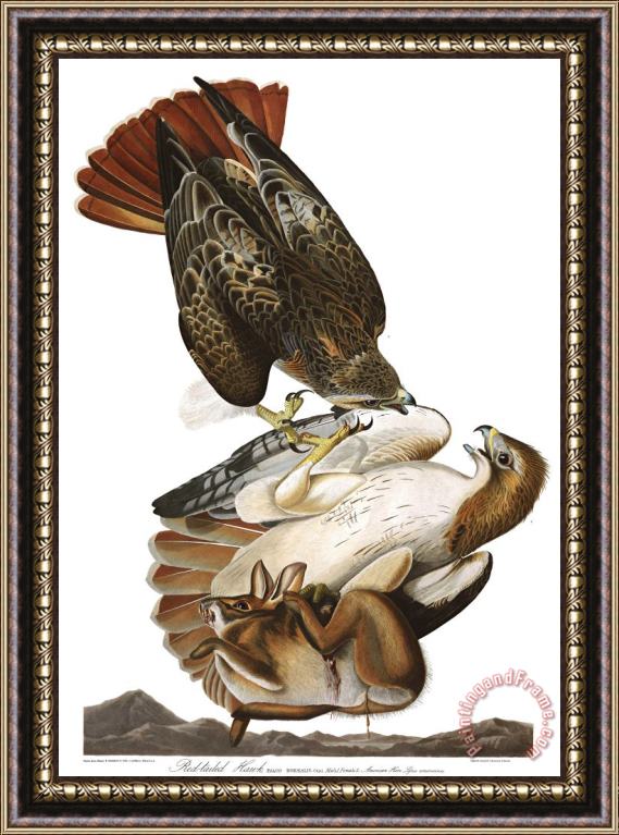 John James Audubon Red Tailed Hawk Framed Print