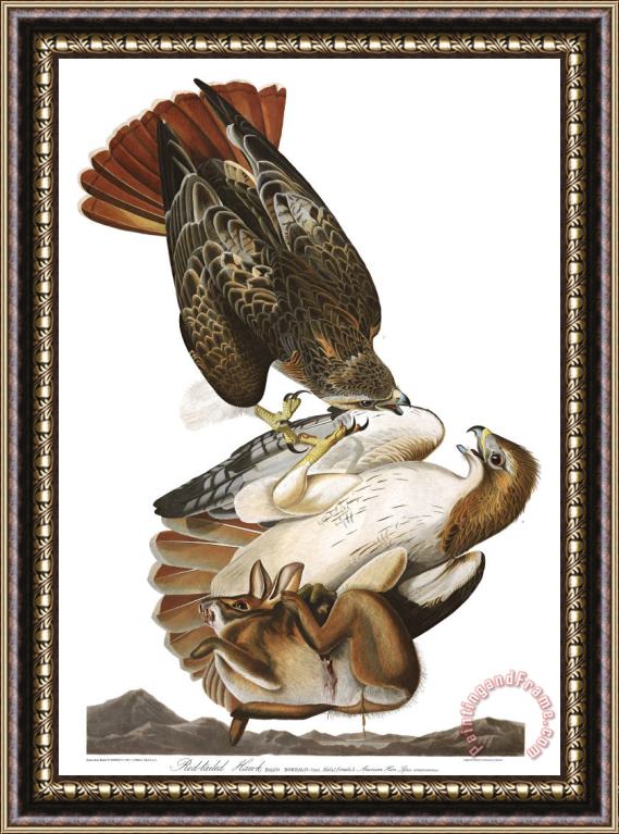 John James Audubon Red Tailed Hawk Framed Painting
