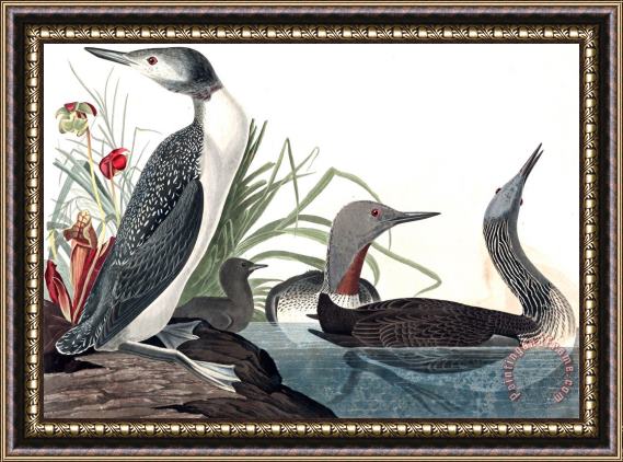 John James Audubon Red Throated Diver Framed Print