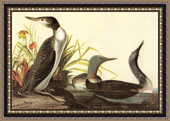 John James Audubon Red Throated Loon Framed Print