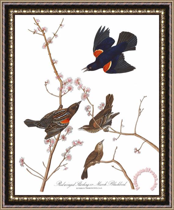 John James Audubon Red Winged Starling, Or Marsh Blackbird Framed Print