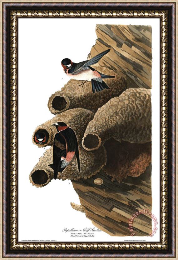 John James Audubon Republican, Or Cliff Swallow Framed Painting