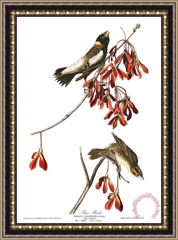 John James Audubon Rice Bird Framed Painting