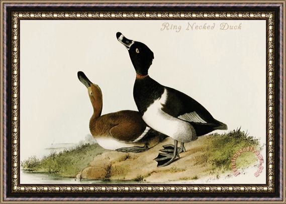 John James Audubon Ring Necked Duck Framed Painting