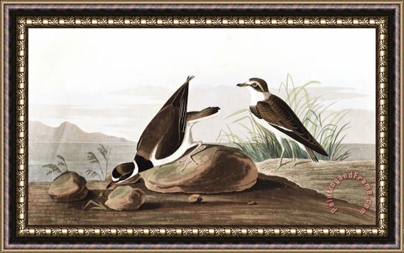 John James Audubon Ring Plover Framed Print