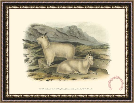 John James Audubon Rocky Mountain Goat Framed Painting