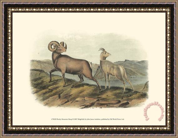 John James Audubon Rocky Mountain Sheep Framed Painting