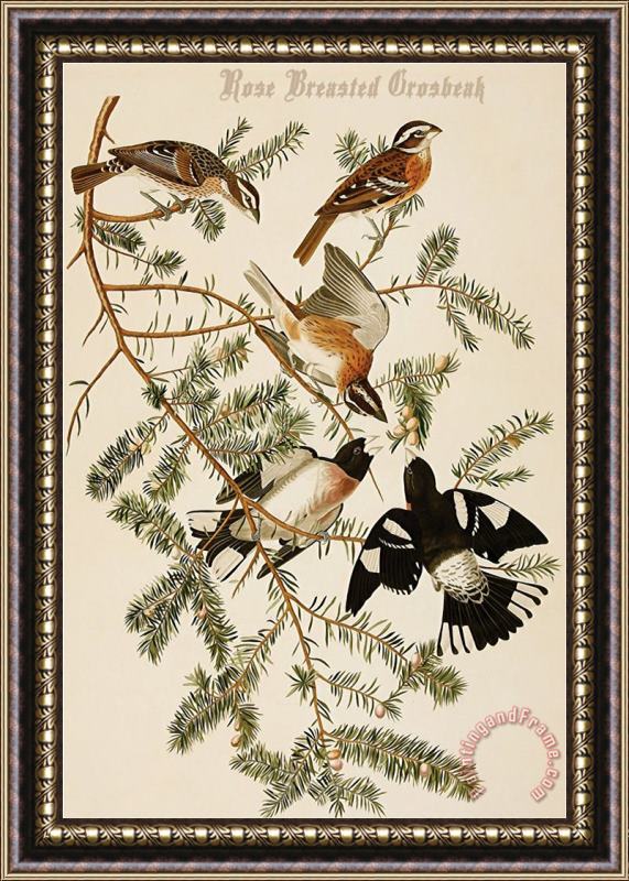 John James Audubon Rose Breasted Grosbeak Framed Painting