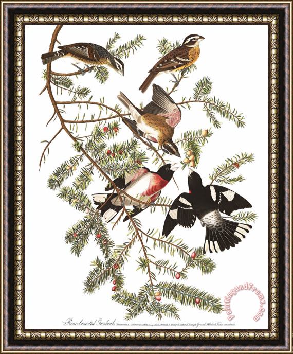 John James Audubon Rose Breasted Grosbeak Framed Print