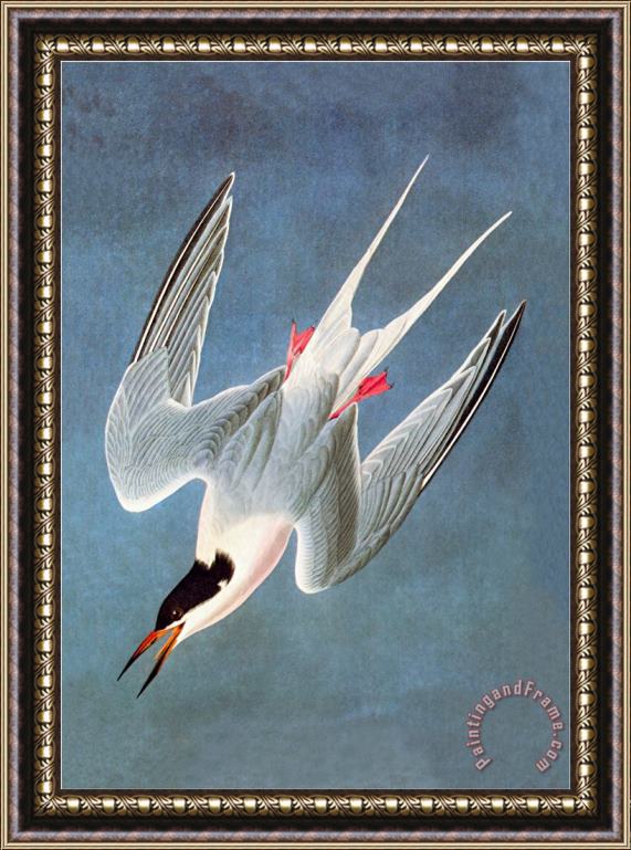 John James Audubon Roseate Fern Framed Print