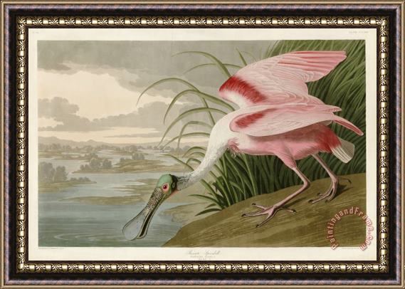 John James Audubon Roseate Spoonbill Framed Print