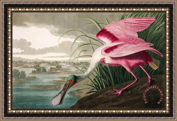 John James Audubon Roseate Spoonbill Framed Painting