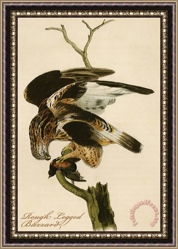 John James Audubon Rough Legged Buzzard Framed Painting