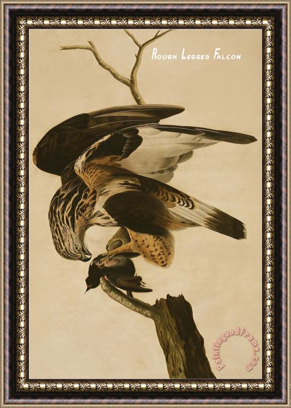 John James Audubon Rough Legged Falcon Framed Painting