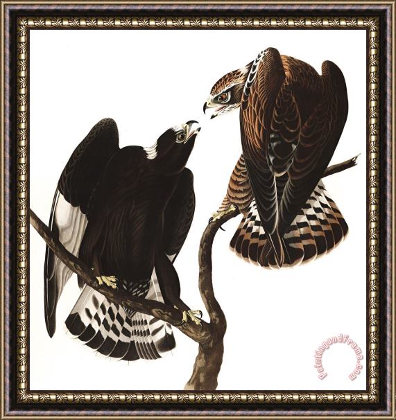 John James Audubon Rough Legged Falcon Framed Print