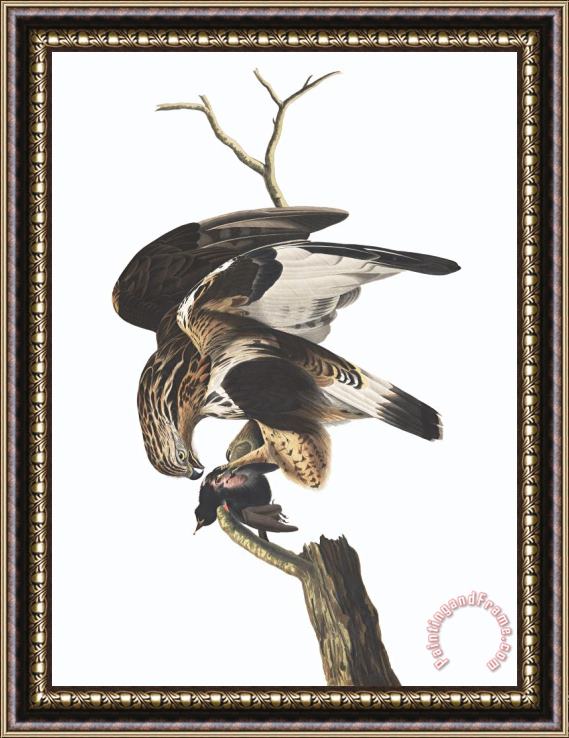 John James Audubon Rough Legged Falcon Framed Painting