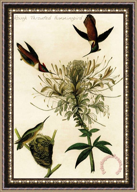 John James Audubon Rough Throated Hummingbird Framed Painting