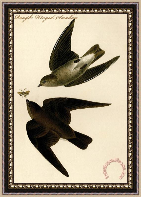 John James Audubon Rough Winged Swallow Framed Painting
