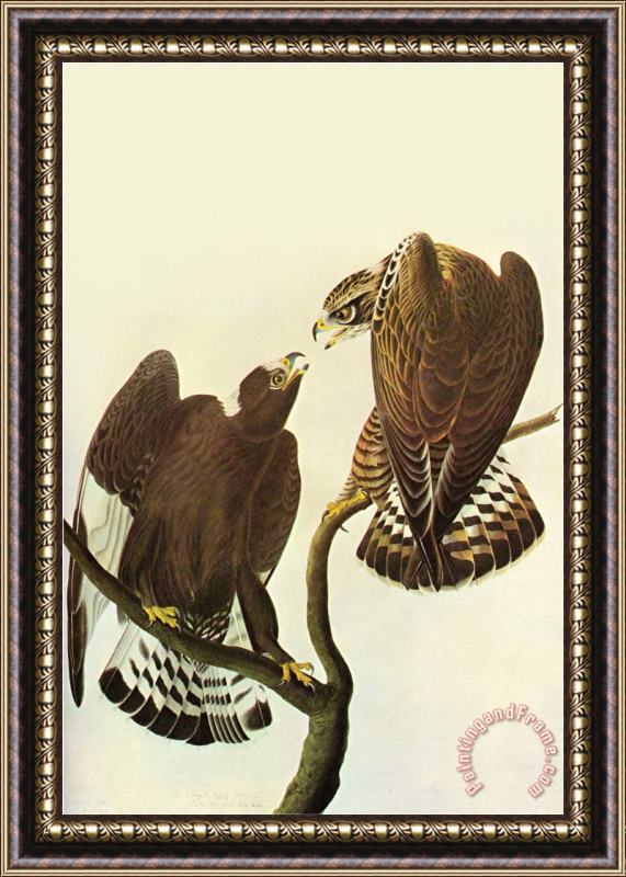 John James Audubon Roughlegged Hawk Framed Painting