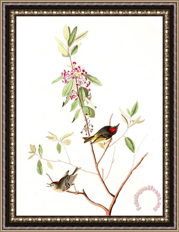 John James Audubon Ruby Crowned Wren Framed Painting