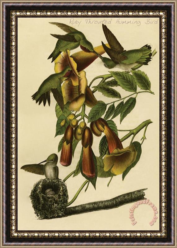 John James Audubon Ruby Throated Humming Bird Framed Print