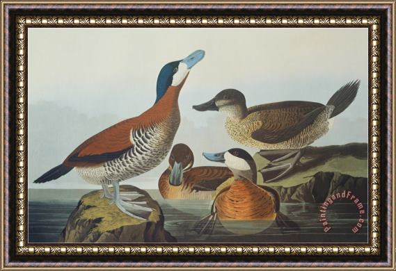 John James Audubon Ruddy Duck Framed Print