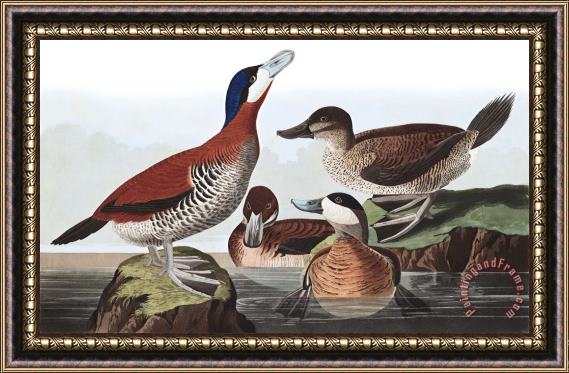 John James Audubon Ruddy Duck Framed Painting